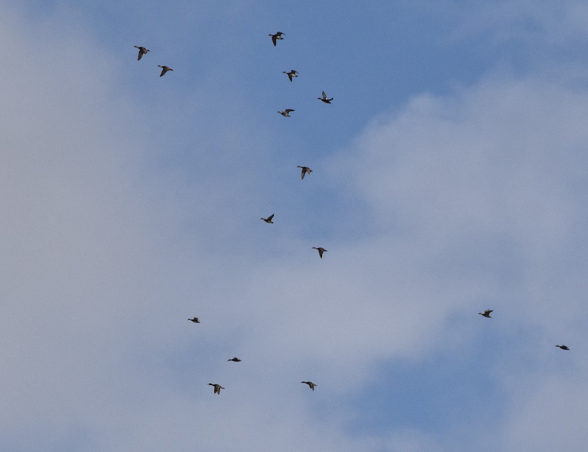 kopřivka obecná - ML646146847