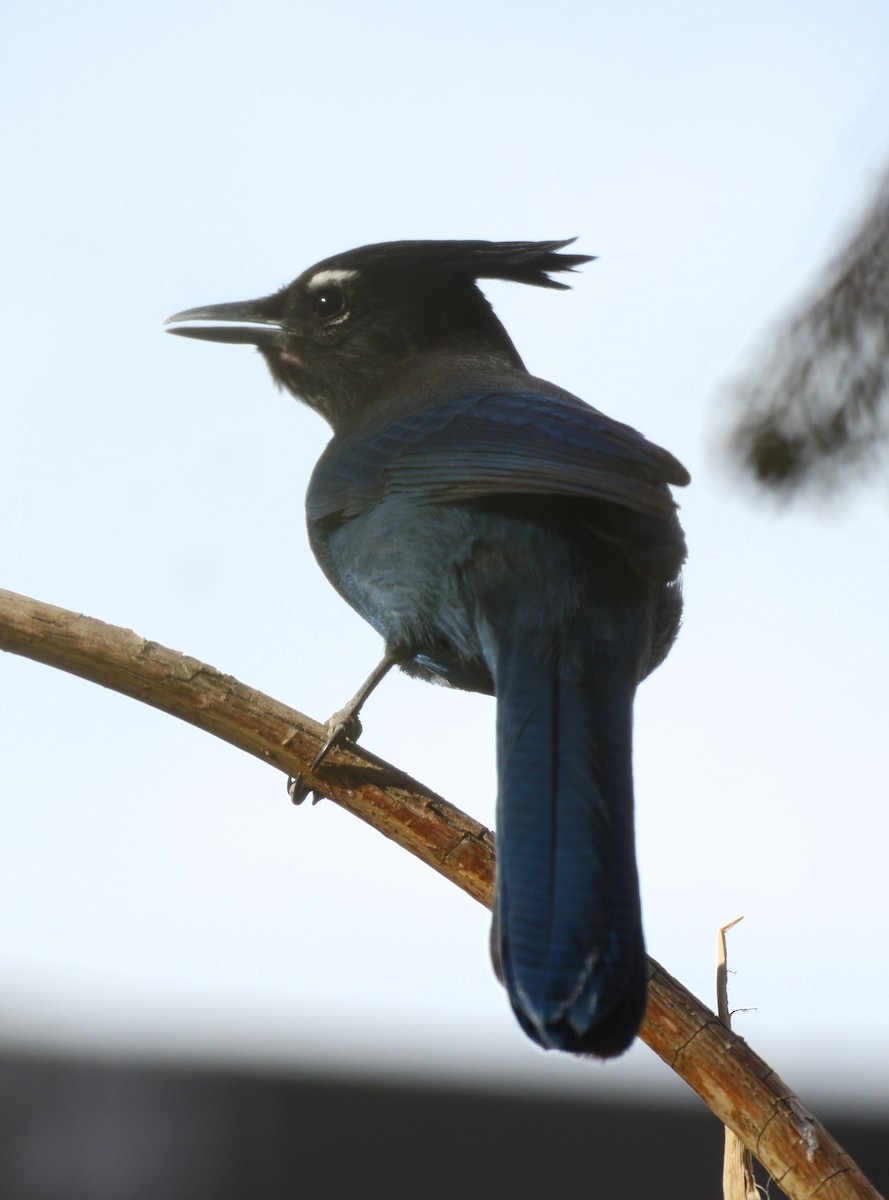 Chara de Steller (grupo diademata) - ML646146858