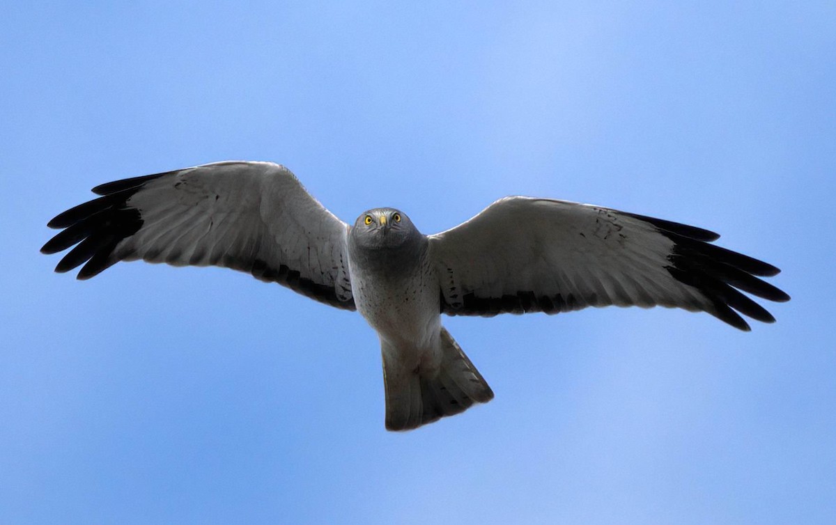 Northern Harrier - ML646146859