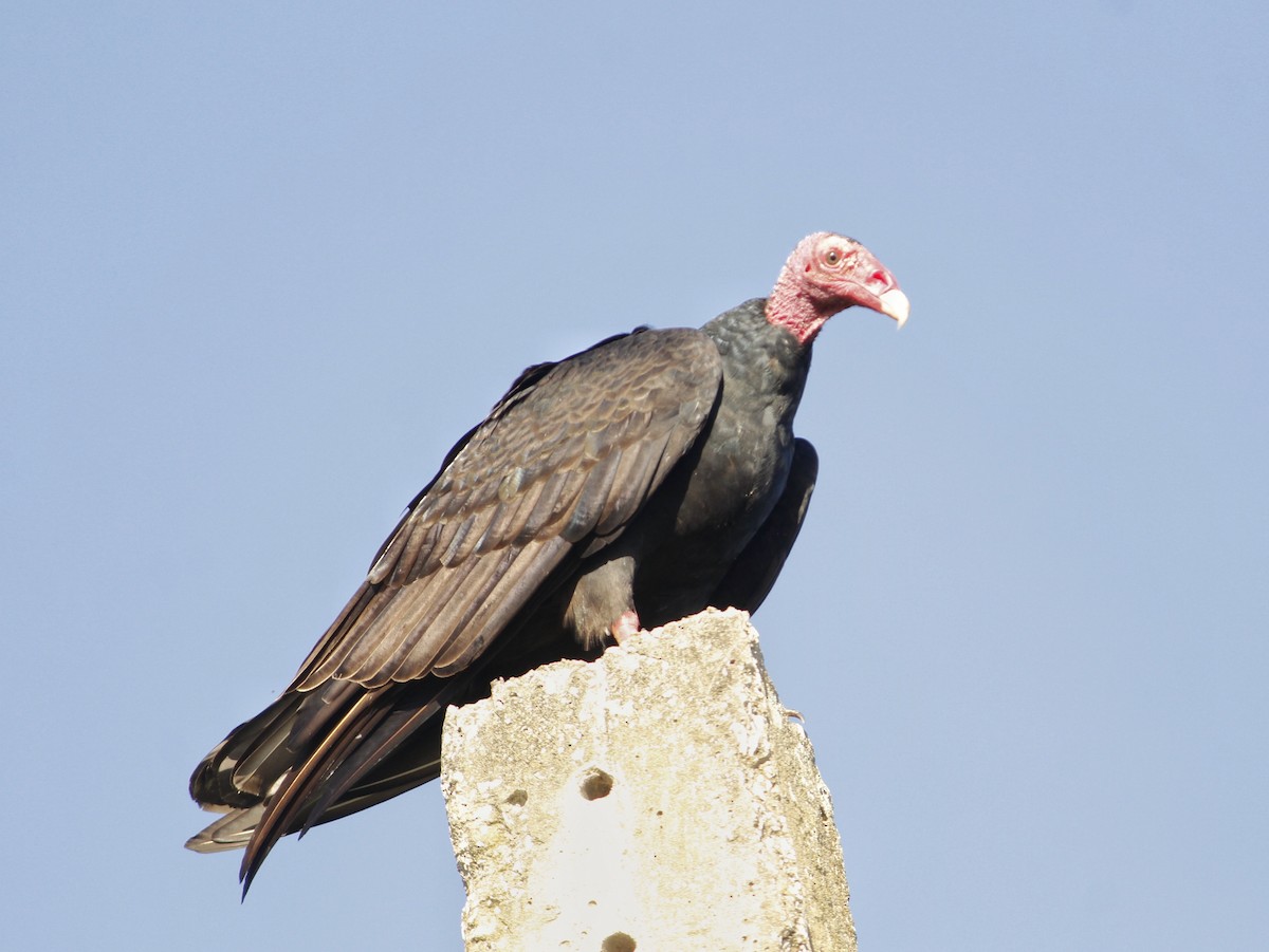 Aura Gallipavo - ML646146863