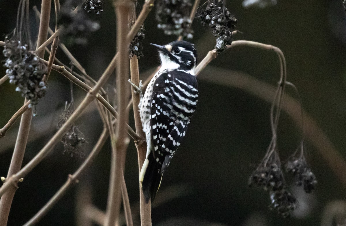 Pico de Nuttall - ML646146864