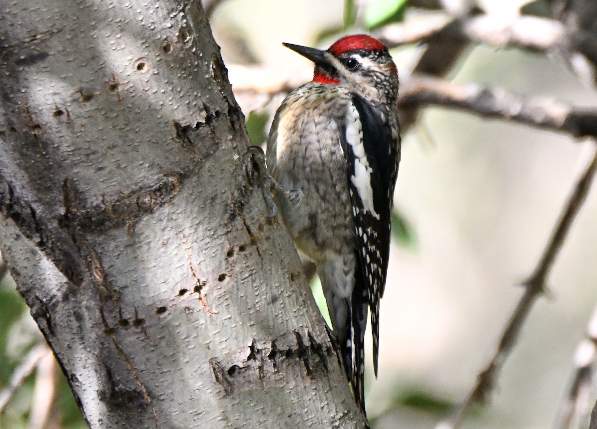 Chupasavia Nuquirrojo - ML646146866