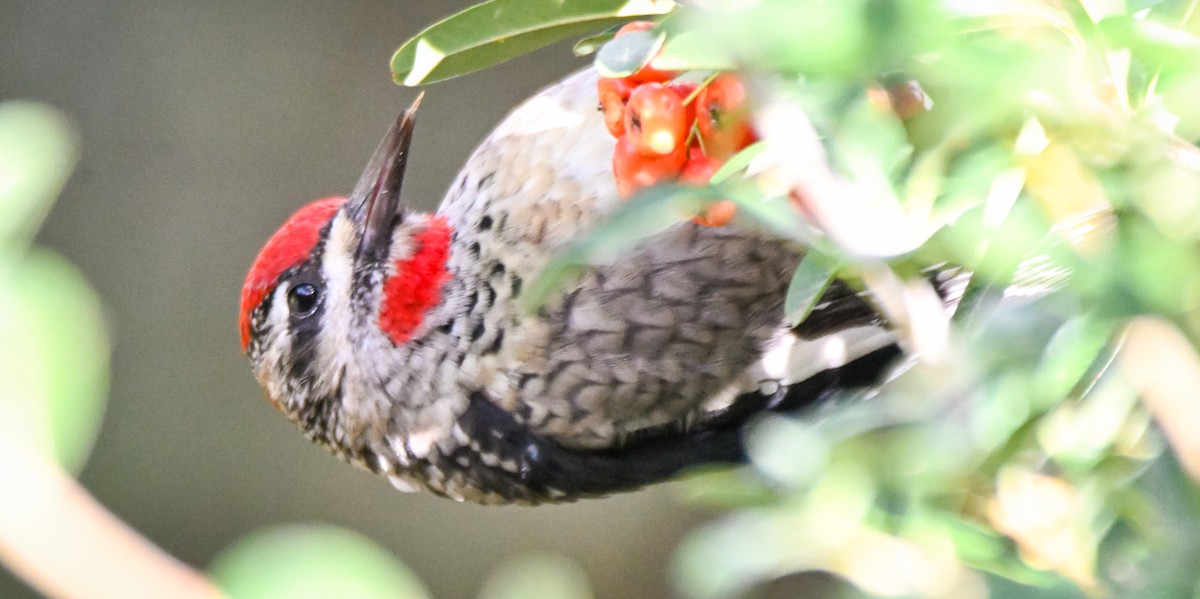 Chupasavia Nuquirrojo - ML646146867