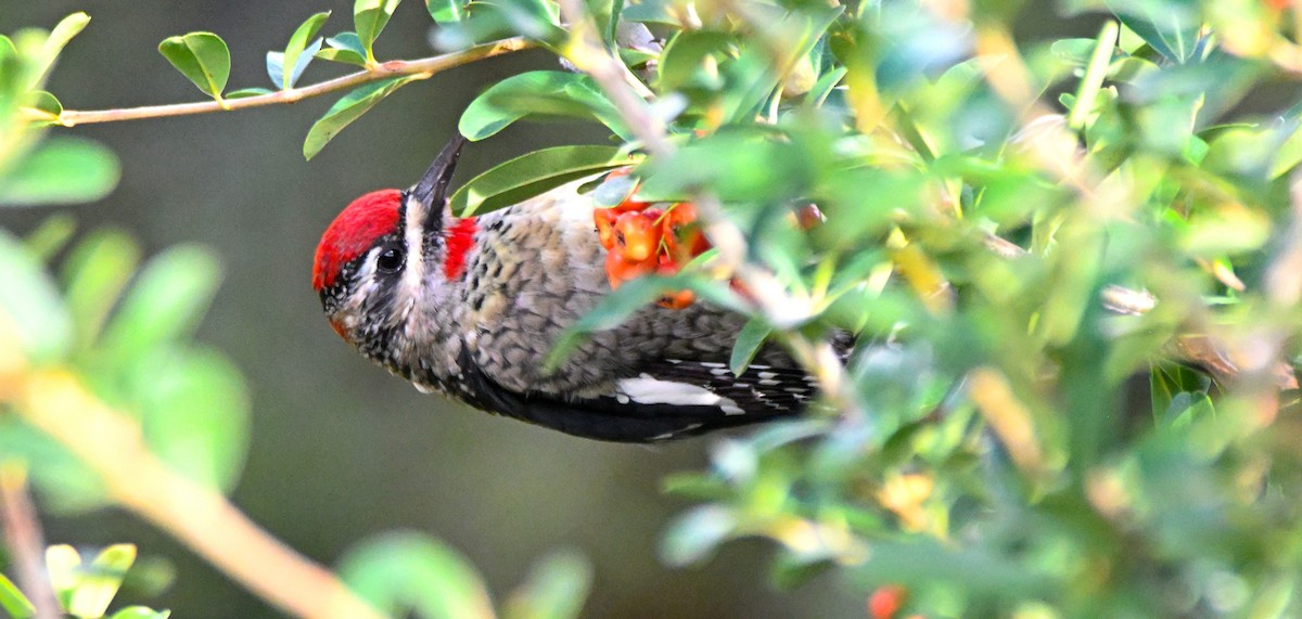 Chupasavia Nuquirrojo - ML646146868