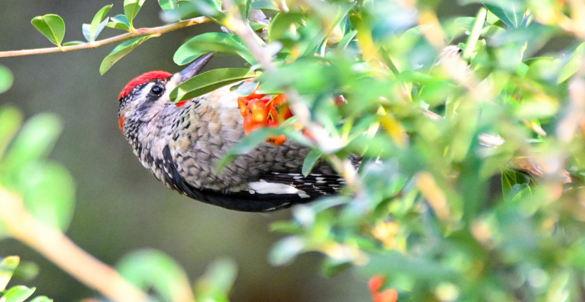 Chupasavia Nuquirrojo - ML646146869