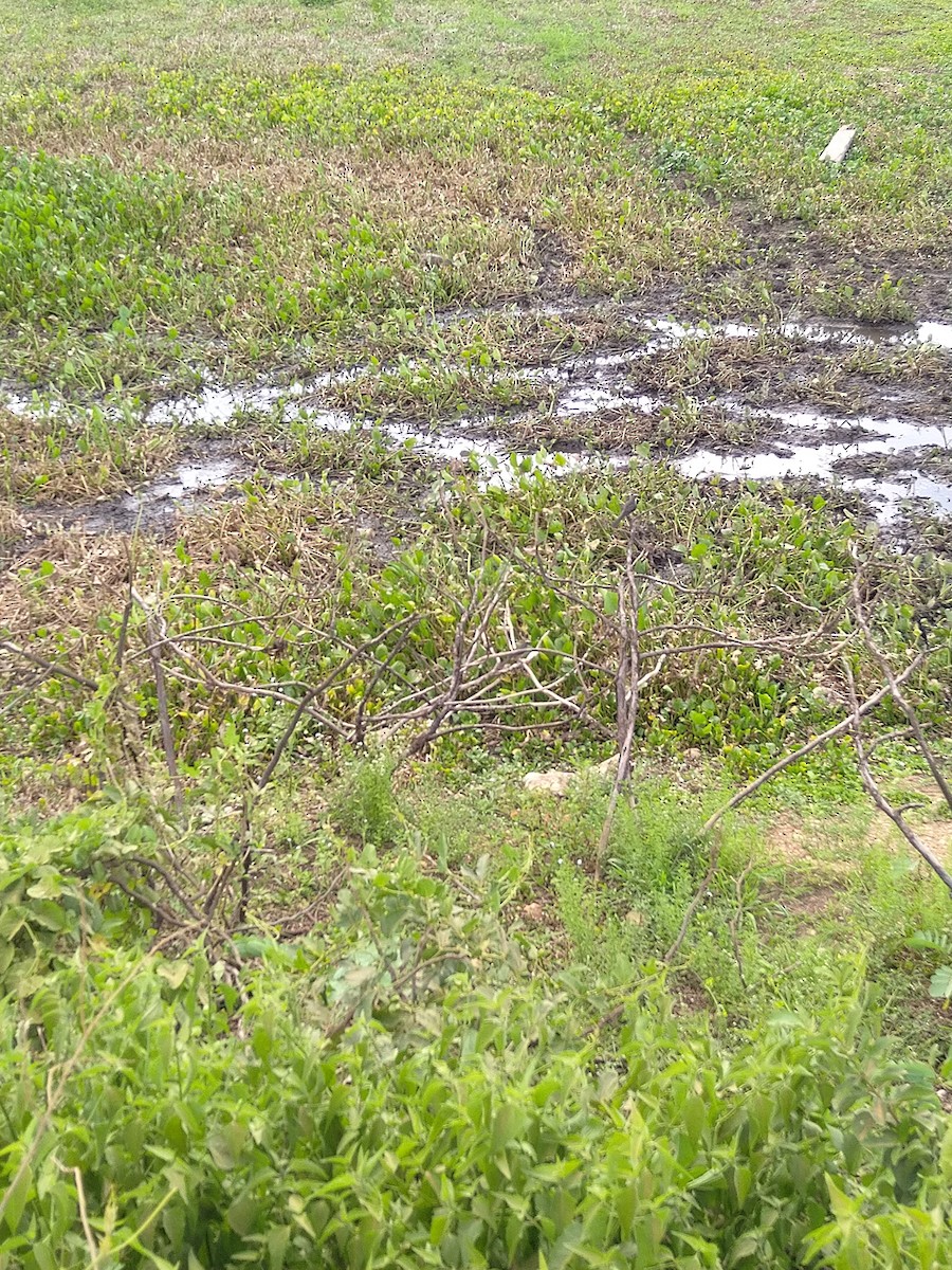 Pepitero Grisáceo del Amazonas - ML646146870