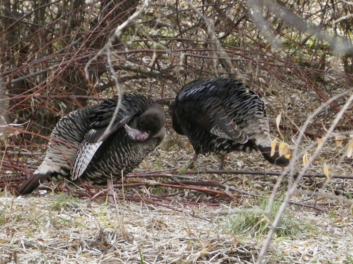 Guajolote Gallipavo - ML646146871