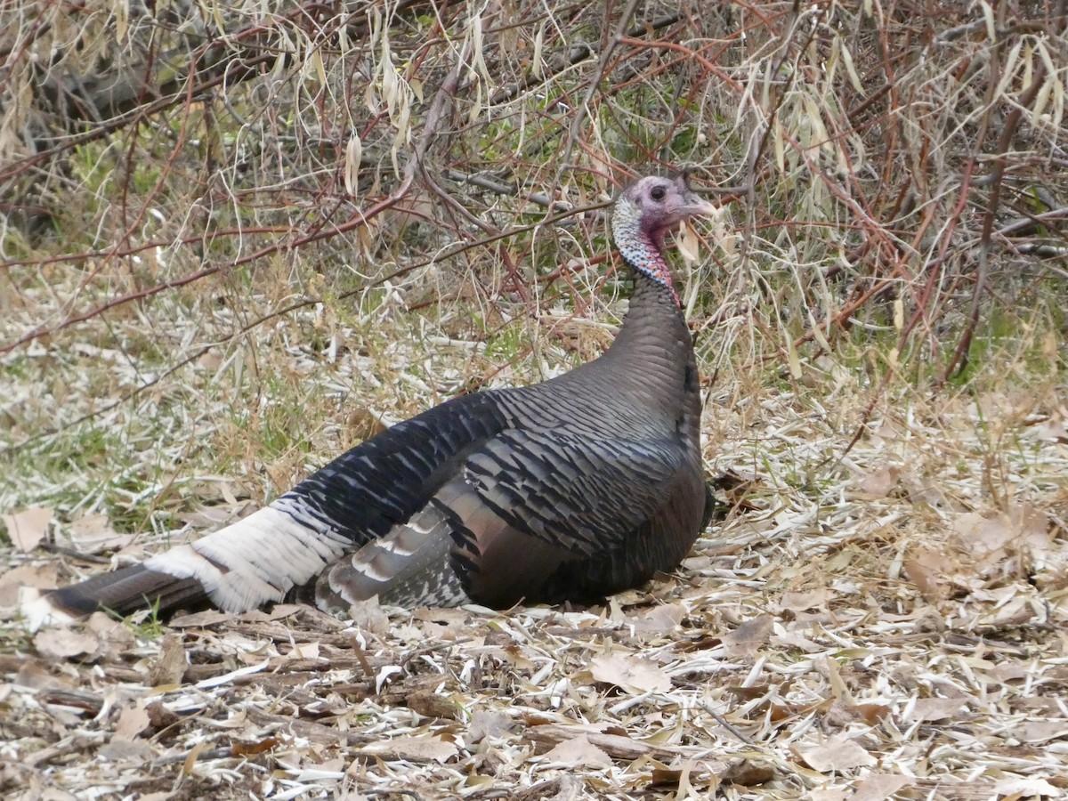 Guajolote Gallipavo - ML646146872