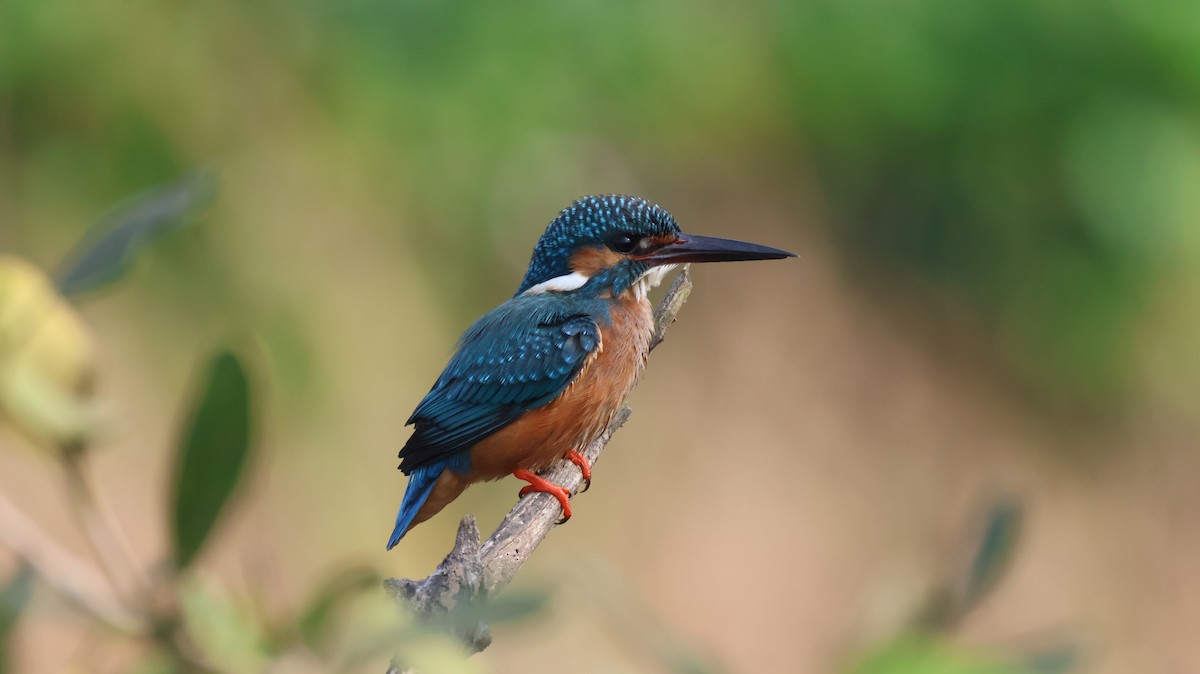 Martín Pescador Común - ML646146873
