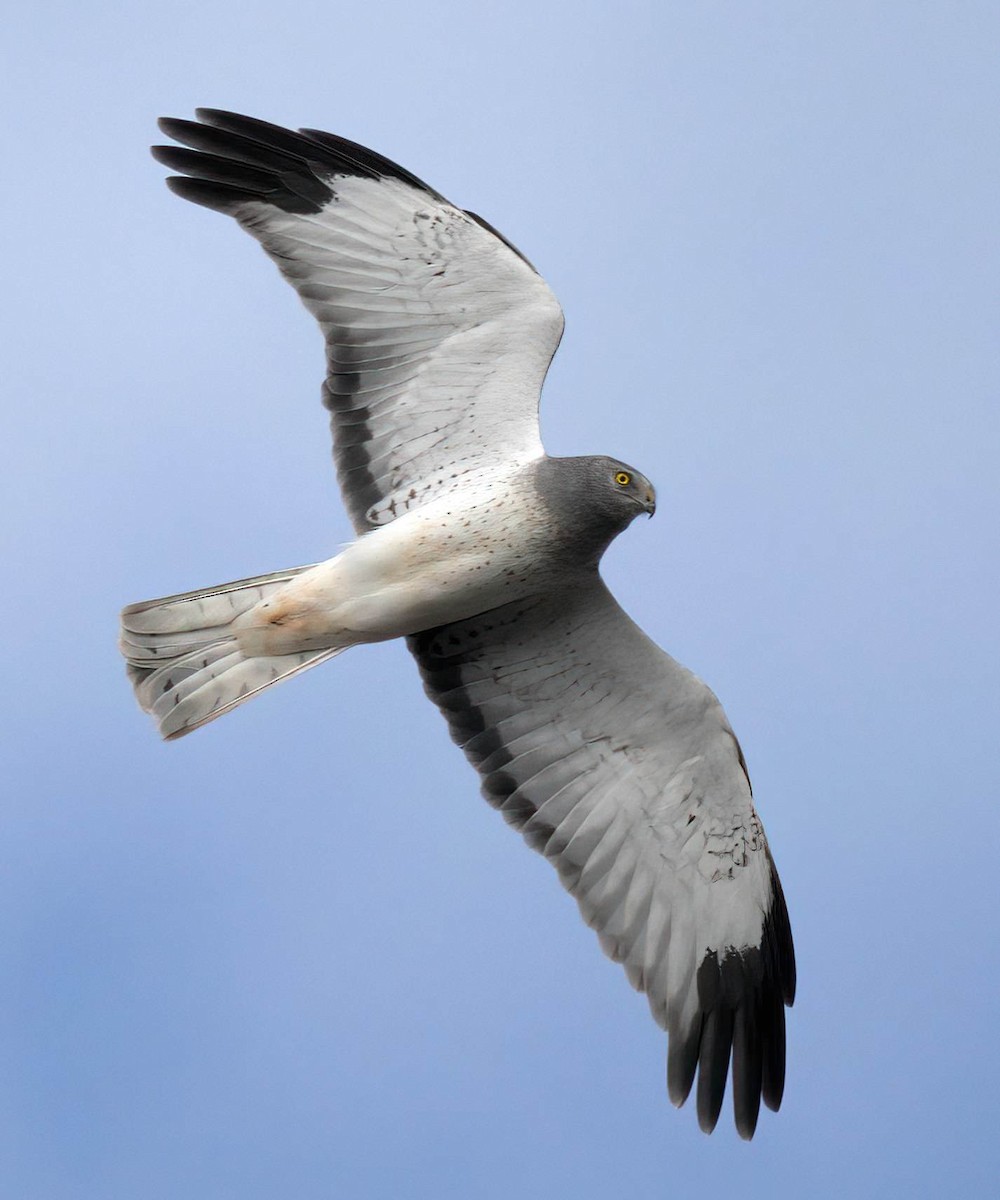 Aguilucho de Hudson - ML646146874