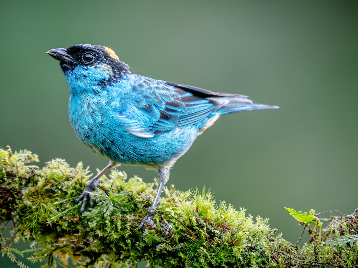 Tangara Nuquirrufa - ML646146875