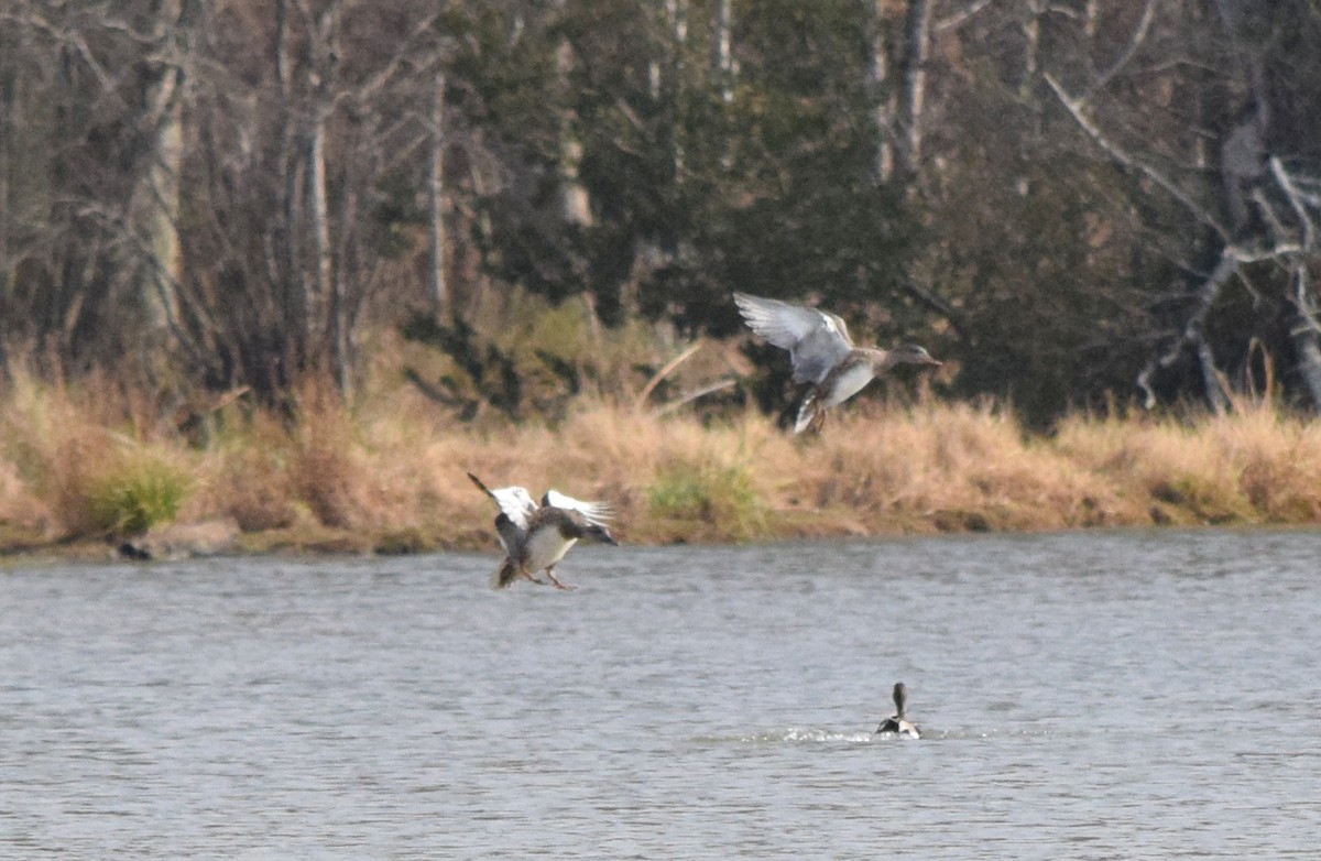 Ánade Friso - ML646146876