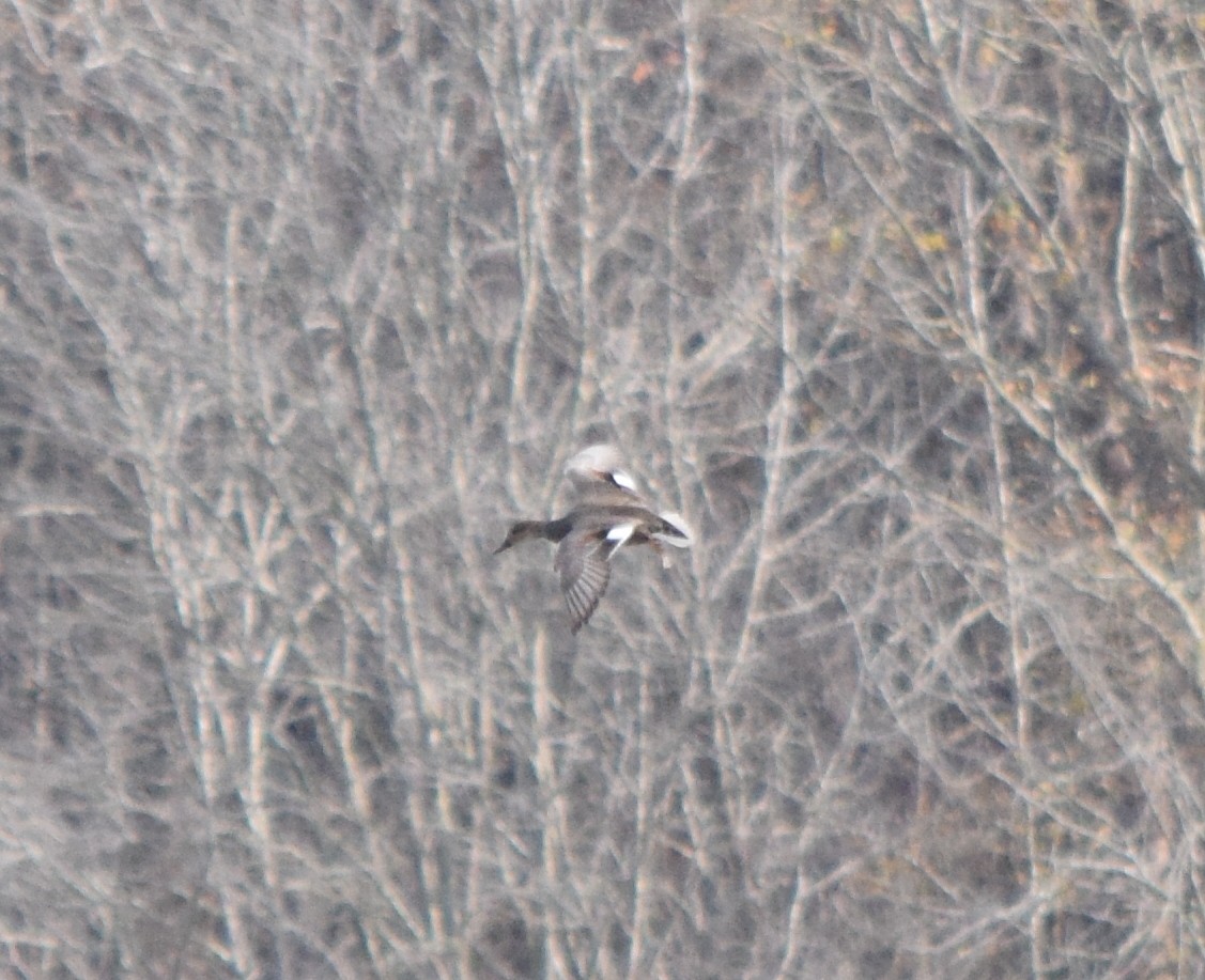 Ánade Friso - ML646146877