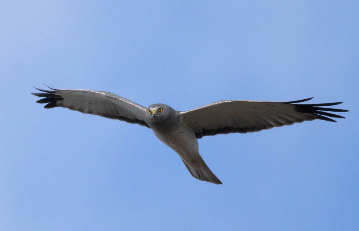 Aguilucho de Hudson - ML646146878