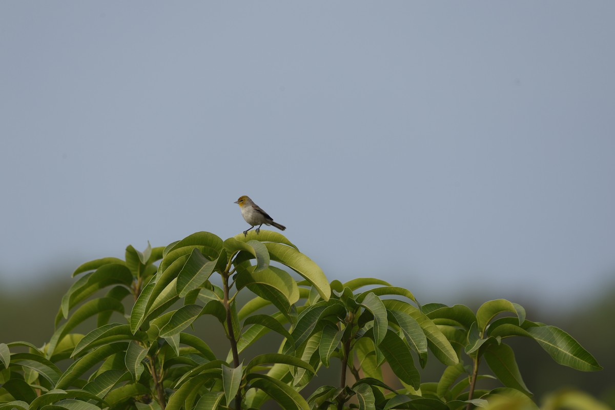 Verdin - ML646146880