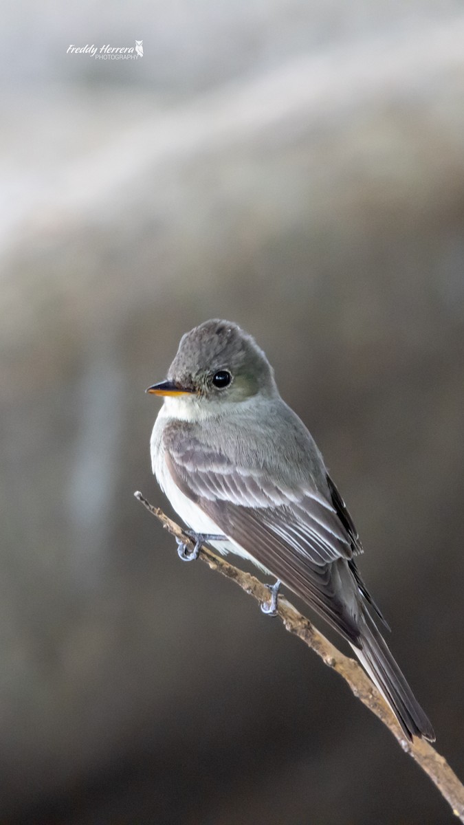 Pibí Oriental - ML646146881