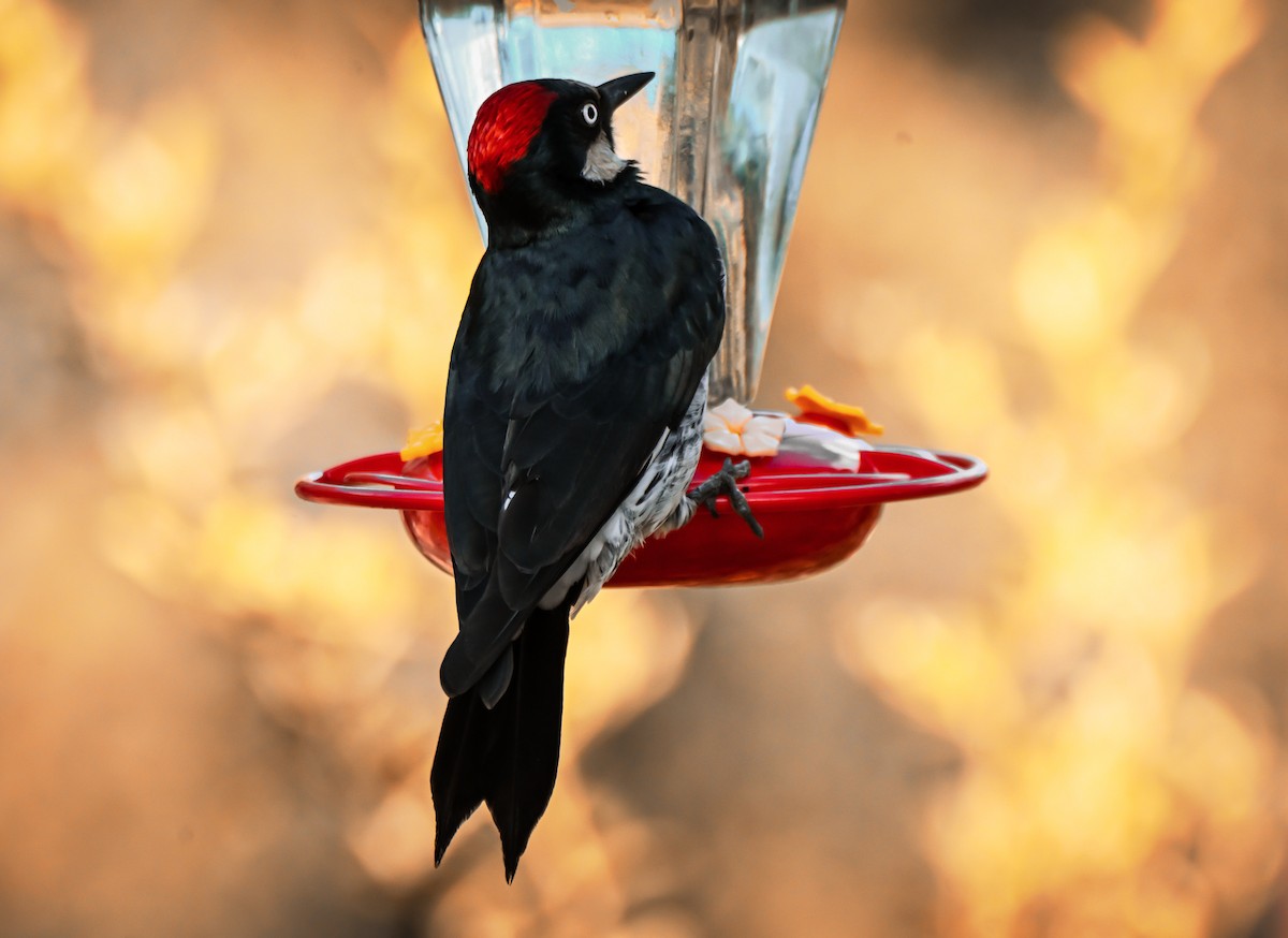 Carpintero Bellotero - ML646146882