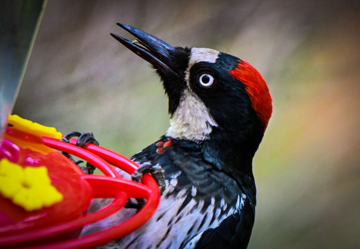 Carpintero Bellotero - ML646146883
