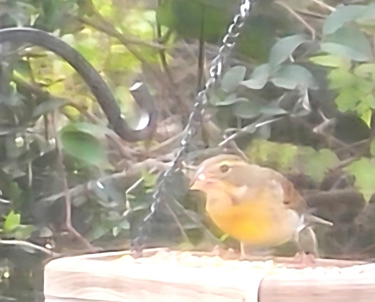 Dickcissel - ML646146884