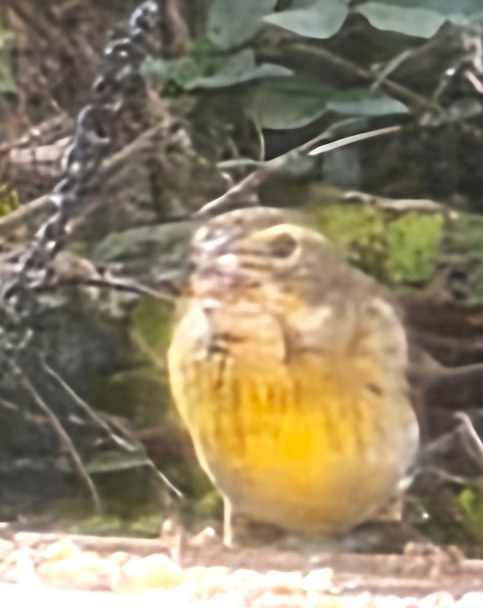 Dickcissel - ML646146885