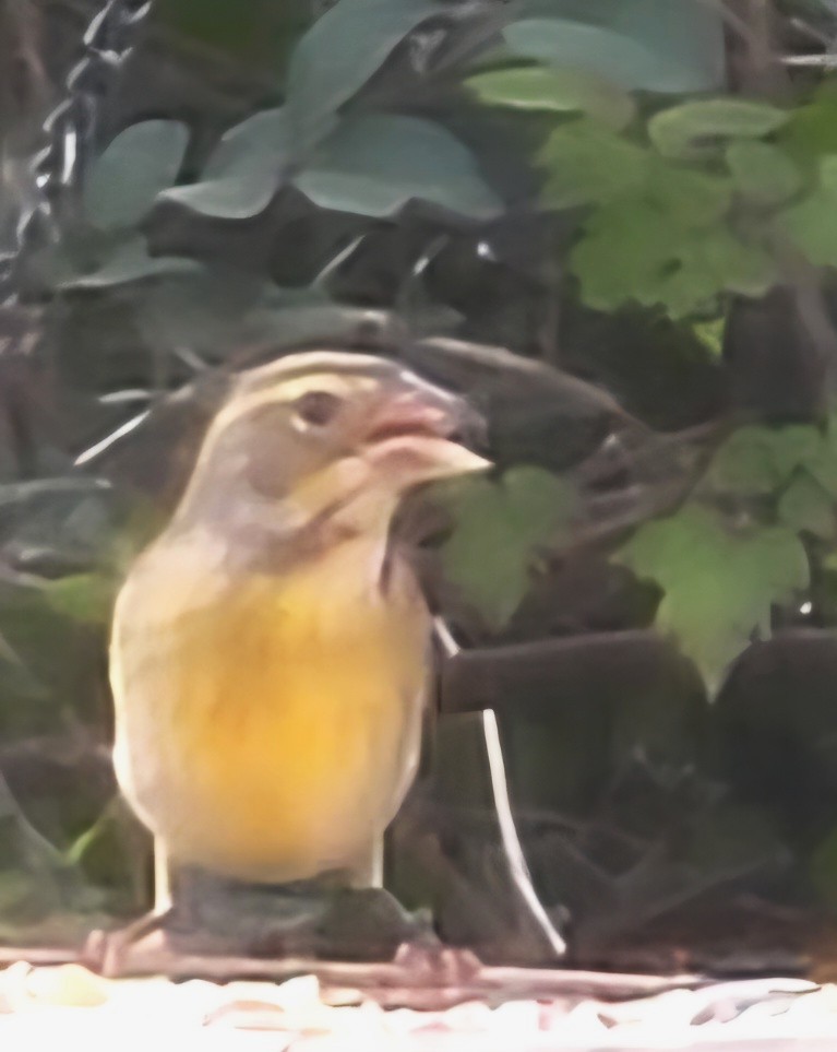 Dickcissel - ML646146886
