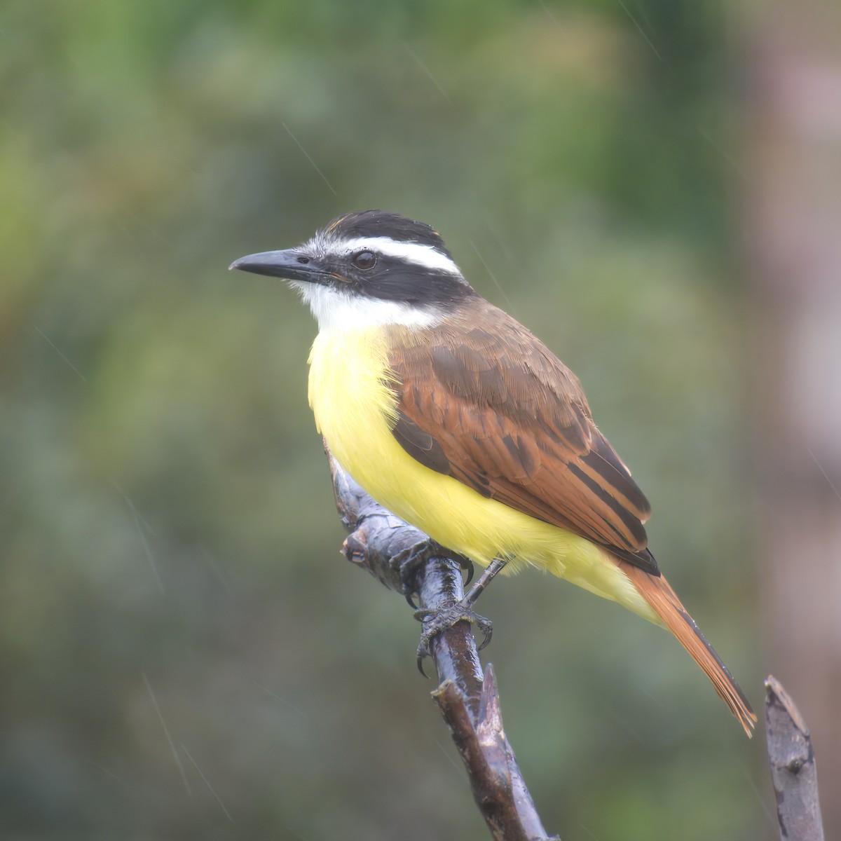 Bienteveo Común - ML646146887