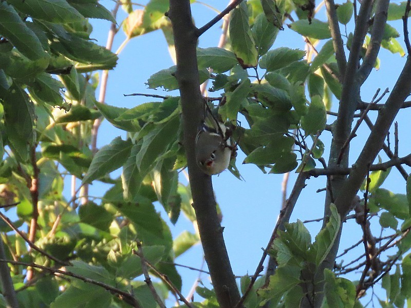 Reyezuelo Rubí - ML646146888