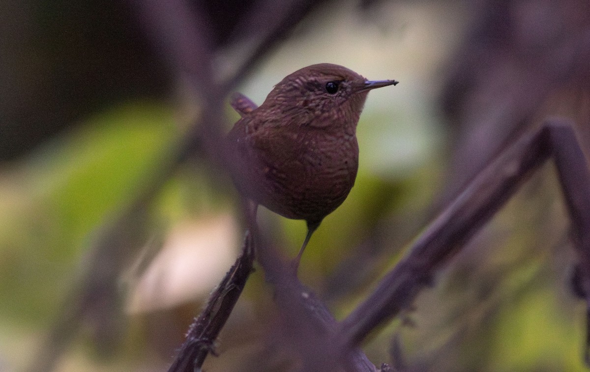 Chochín del Pacífico - ML646146889