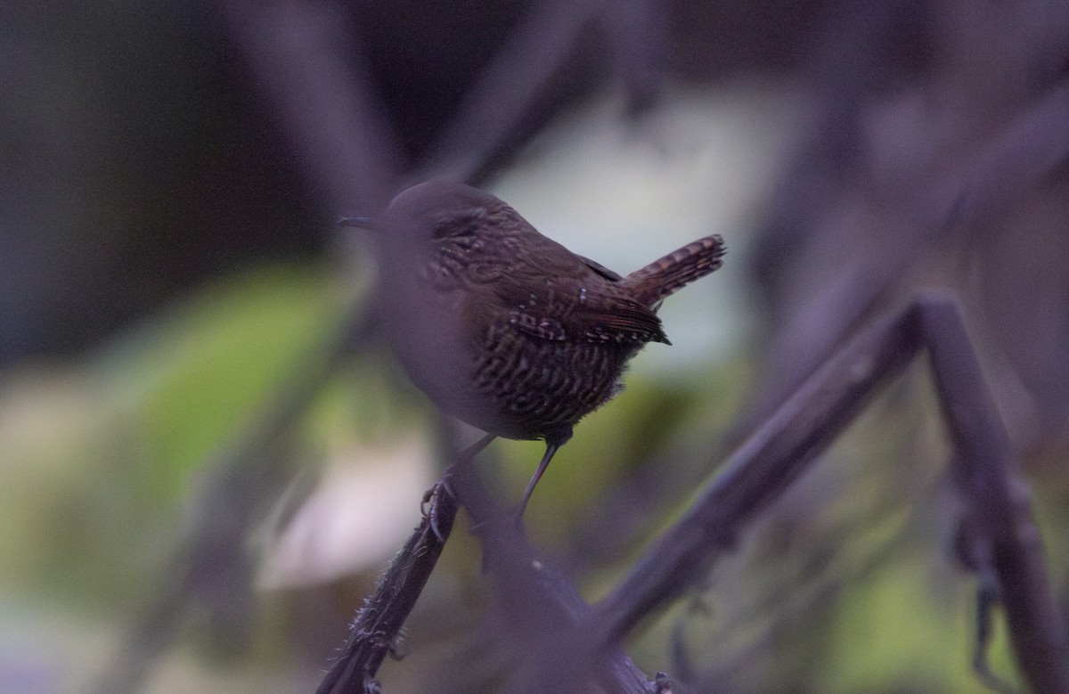 Chochín del Pacífico - ML646146890