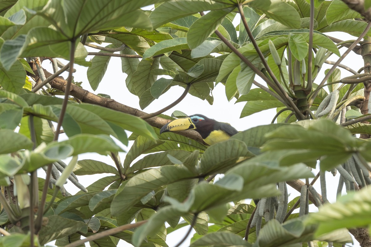 Arasarí Marcado - ML646146891