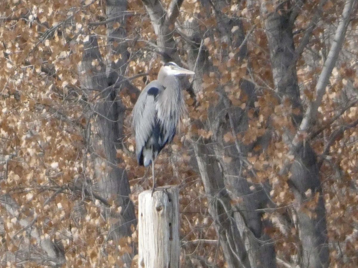 Garza Azulada - ML646146892