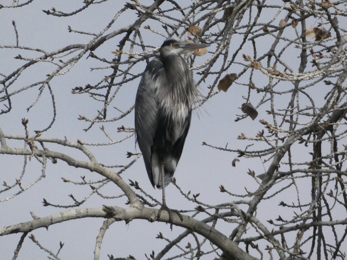 Garza Azulada - ML646146893