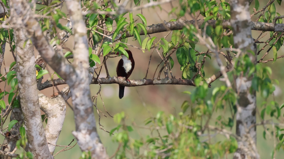 White-throated Kingfisher - ML646146894