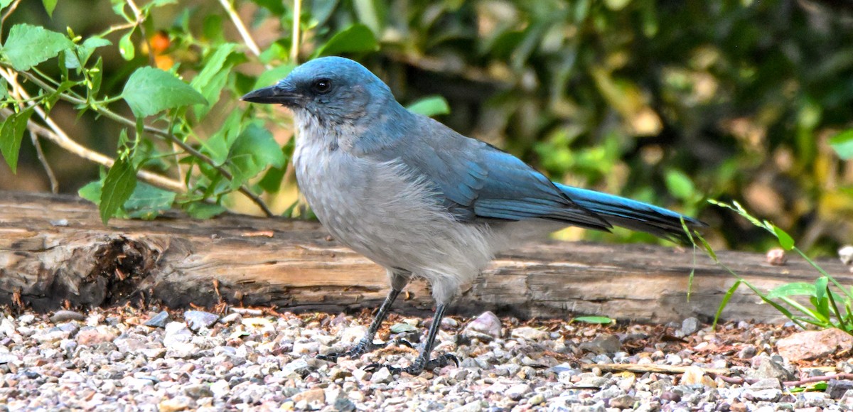 Chara Pechigrís - ML646146895