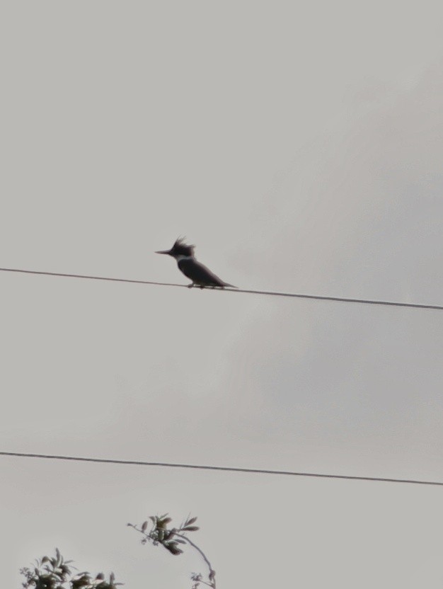 Martín Gigante Norteamericano - ML646146896