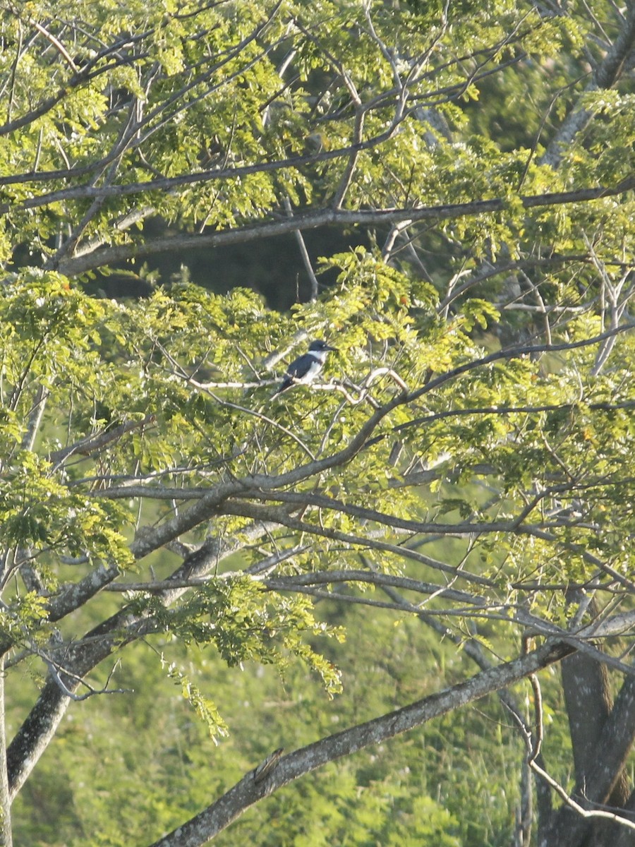 Martín Gigante Norteamericano - ML646146897