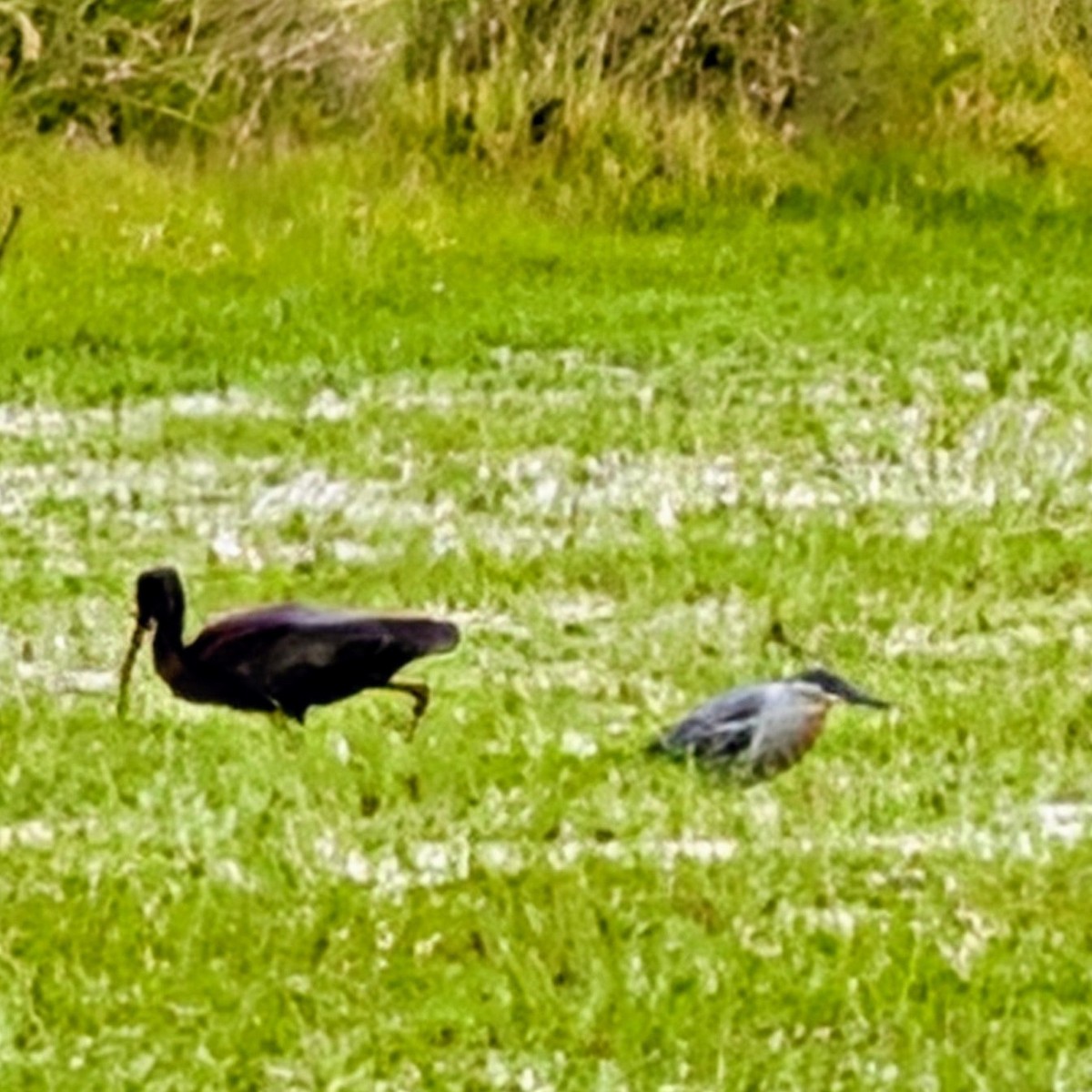 Bare-faced Ibis - ML646146902