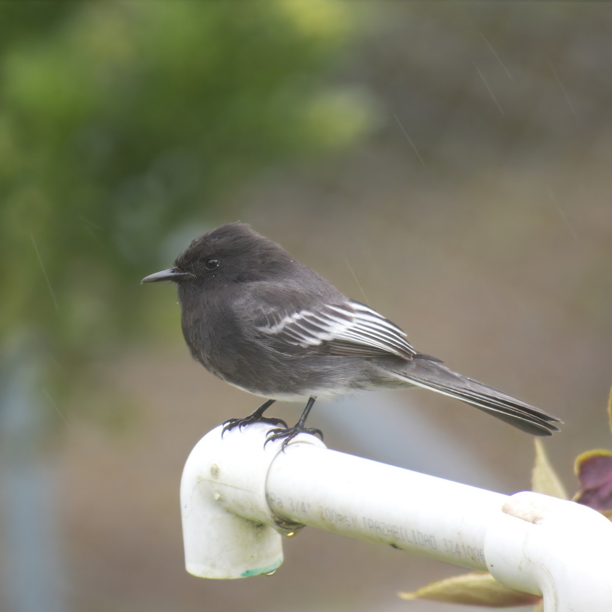 Black Phoebe - ML646146904