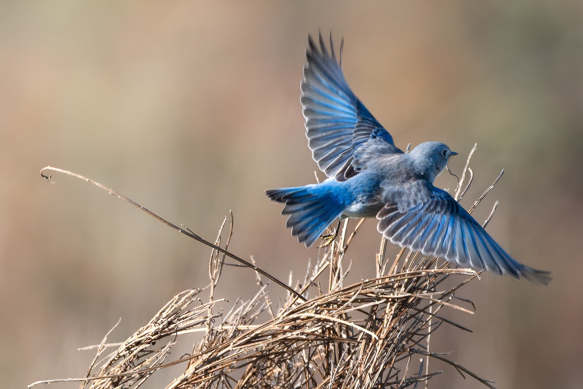 Западная сиалия - ML646146906