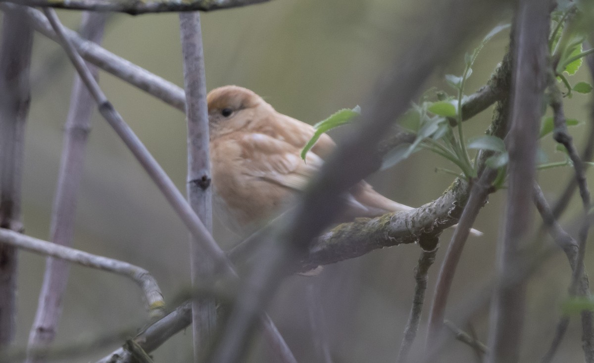 Golden-crowned Sparrow - ML646146907