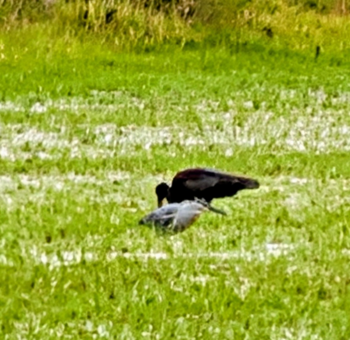 Garcilla Azulada - ML646146911