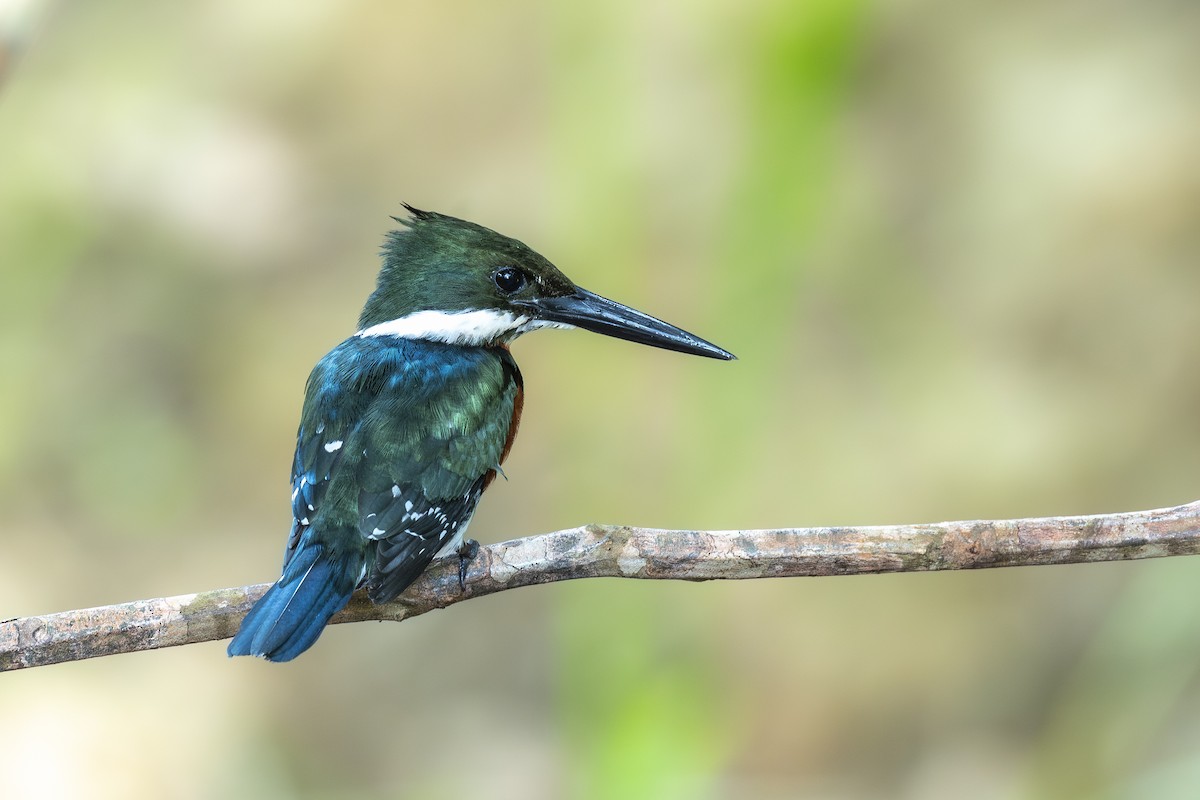 Green-and-rufous Kingfisher - ML646146915