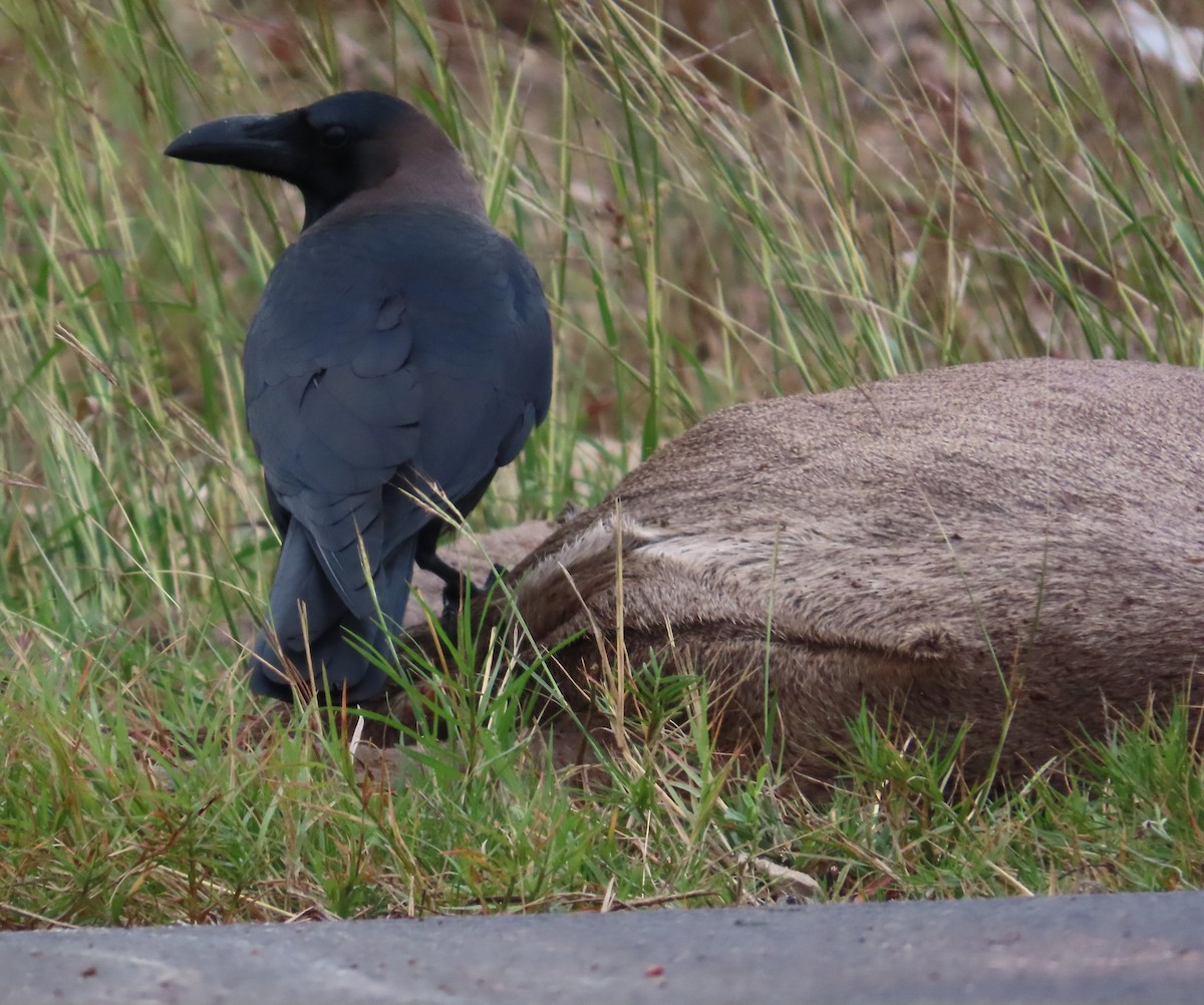 House Crow - ML646146917