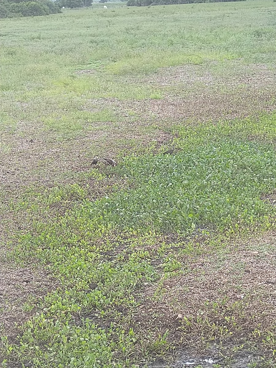 Crested Caracara - ML646146918