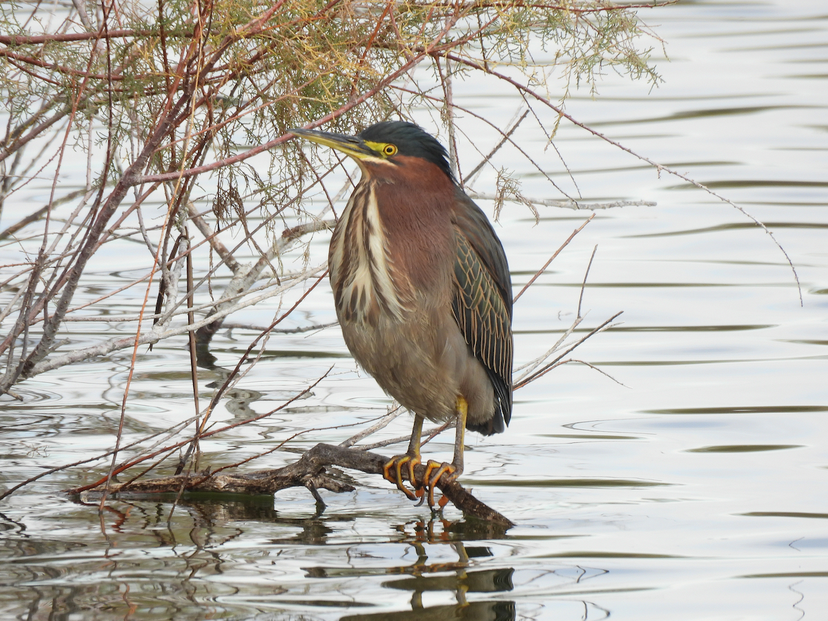 Green Heron - ML646146925