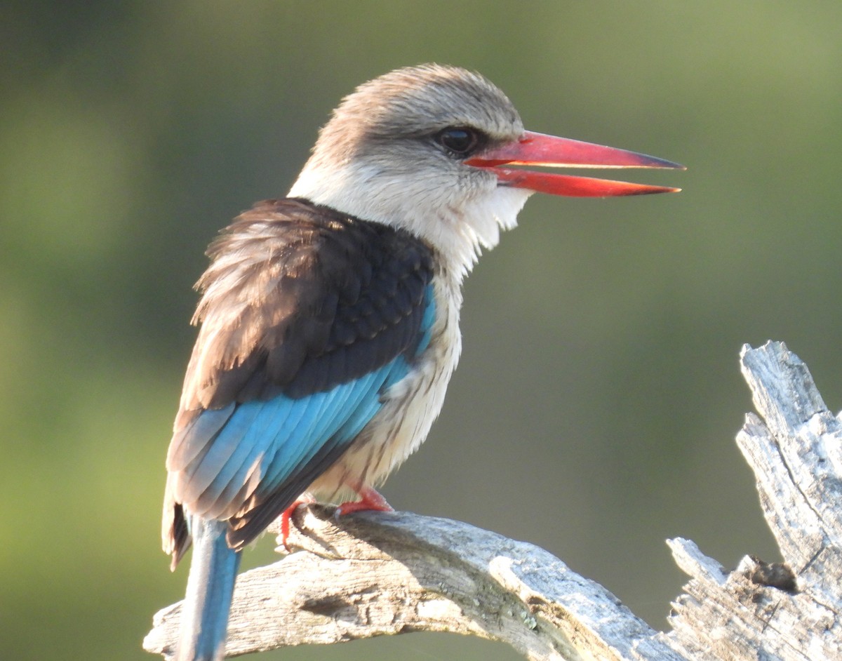 Brown-hooded Kingfisher - ML646146928
