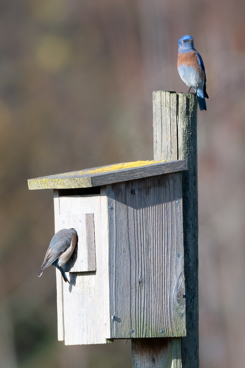 Западная сиалия - ML646146930