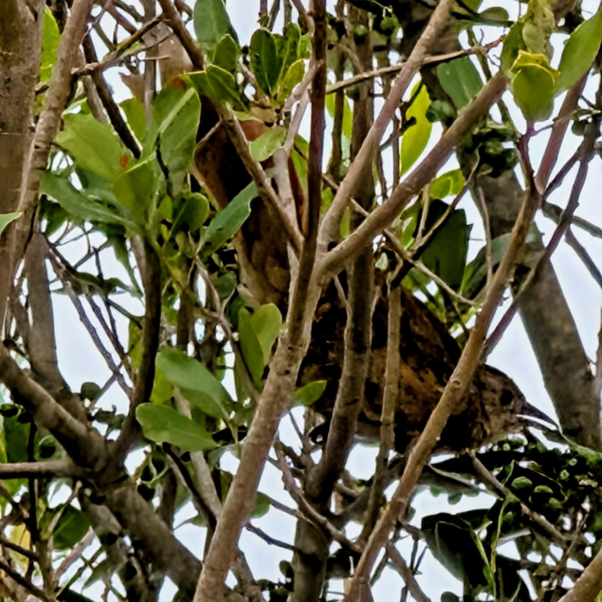 Espinero Pechirrayado - ML646146931