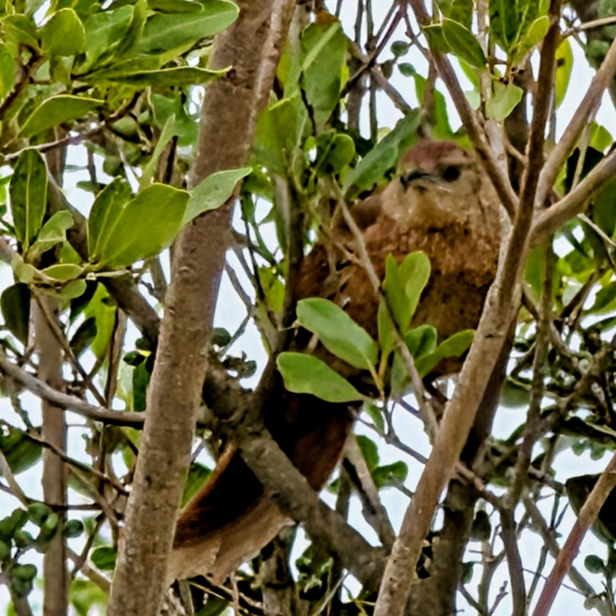 Espinero Pechirrayado - ML646146933