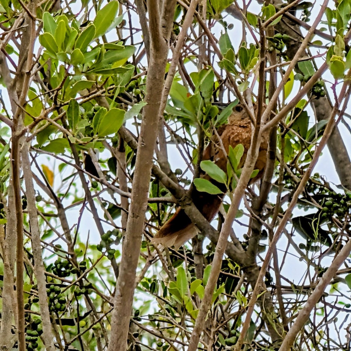 Espinero Pechirrayado - ML646146934